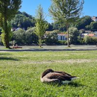 DÓNÁRDRAUMUR 2026 - RAFHJÓLAFERÐ