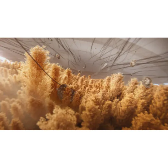 Roborock Q Revo Curv 2 Flow 